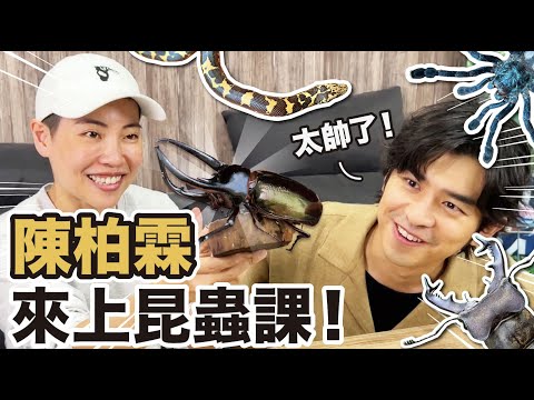 讓大仁哥變少女心的昆蟲們～超帥南洋大兜蟲 深山鍬形蟲 美麗毛蜘蛛 可愛沙漠蛇蛇