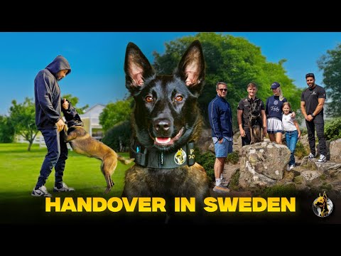 This Family Just Got the Ultimate Protector | Malinois Handover in Sweden 🇸🇪