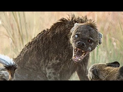 Hyenas: The Animal That Just Doesn't Make Sense...