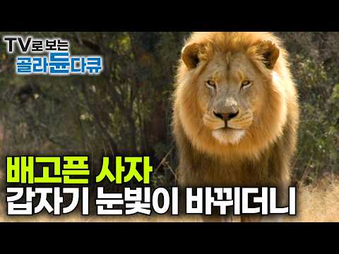 [ENG SUB] The Untamed Battle For Survival—Lions And Prey In The African Savannah #PICKDOCU