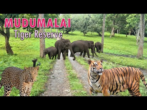 மரண பயத்தை காட்டிய யானை | Tiger Sighting | Mudumalai Tiger Reserve | Mudumalai National Park