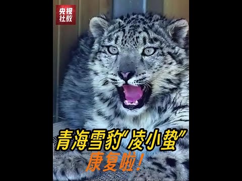 青海雪豹“凌小蛰”康复啦！#CCTV热线12 #媒体精选计划
