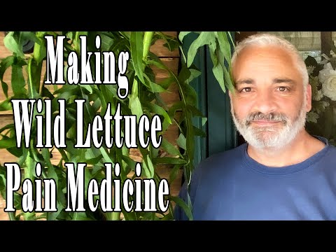 Making Wild Lettuce Pain Medicine