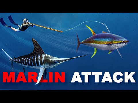 Giant Marlin ATTACKS Me & Steals My Tuna…so I speared it