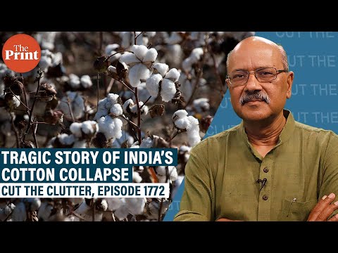 India’s tragic cotton collapse: From embracing biotech to dumping it, top exporter to big importer