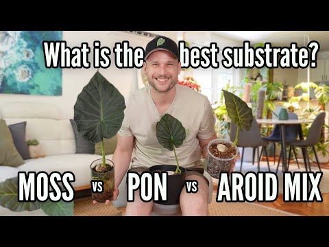 Propagating Alocasias in Moss, Pon & Aroid Mix - which is best?