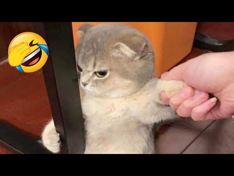 New Funniest Cats and Dogs Clips 2025😼🐶Try Not To Laugh😜😍 Part 4