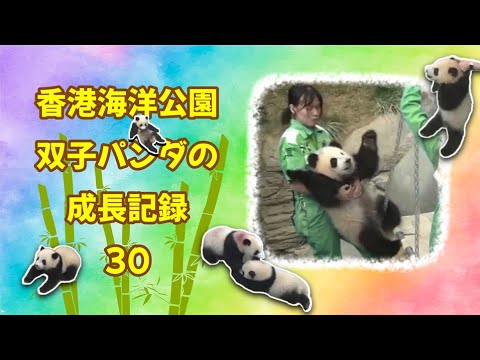 ブランコが好きすぎて暴走が始まる姉パンダ🐼　#パンダ #panda #熊猫