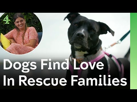 Rescue Dogs Meet Their Forever Families and Find Love | Best of Season 1 | The Dog House 🐶