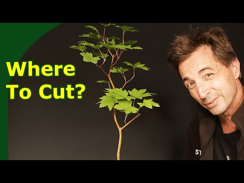 Early development of young bonsai material