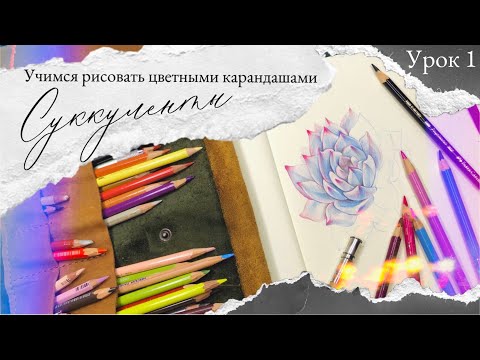 Уроки рисования цветными карандашами | суккулент | урок 1