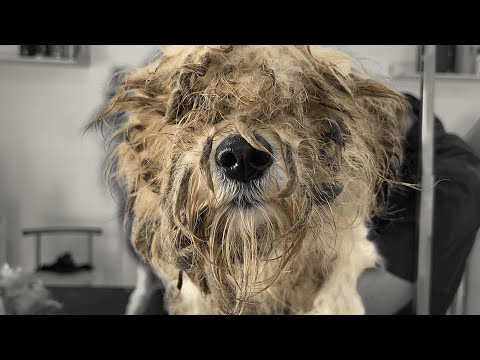 Viven en un Balcón....El peor estado de un perro | Peluquería canina EXTREMA !!