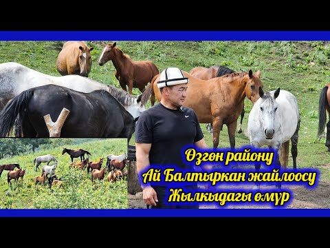 Байыш Ниязов: Жылкы чарба түптөө бала чактан берки кыялым эле 👆 он жылдан көп убакыт кетти.