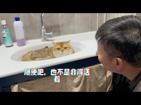 我家猫洗澡情绪稳定的一批：活着挺好，死了也行