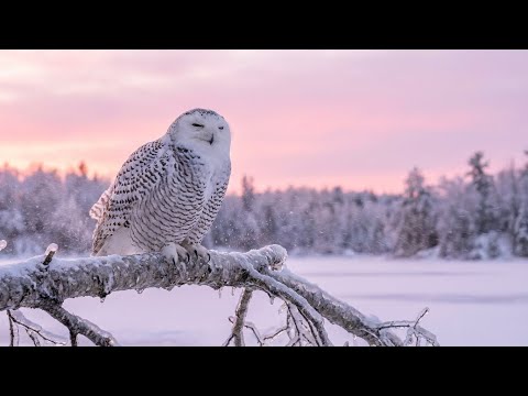 Winter Peace & Relaxation ❄️ Gentle Instrumental Music for Sleep, Study & Snowfall Calm