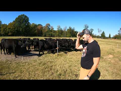 FARM CHAOS! Predators attack! Mad Cows & I Broke the TRACTOR AGAIN!