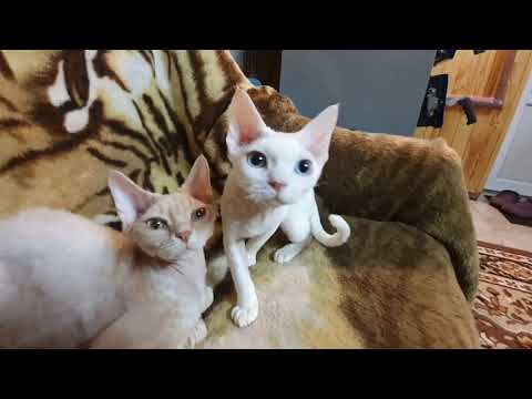 Поговорим, всё о котах Девон Рекс 🐈🐈🐈👀