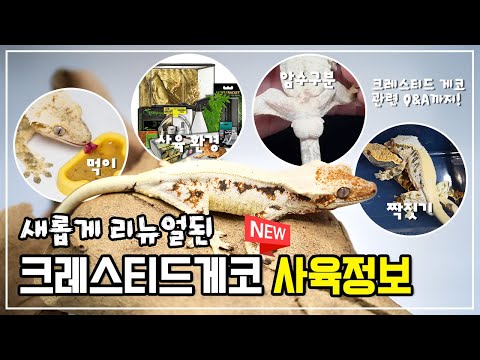 NEW Crested Gecko Care Tips for Beginners and Beginners!! Master It in 10 Minutes!!