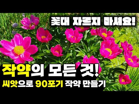 Everything You Need to Know About Growing Peonies | Propagating from Seed to 90 Plants | What if ...