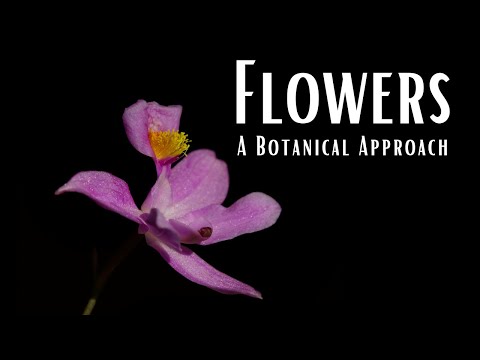 Flowers: A Botanical Approach