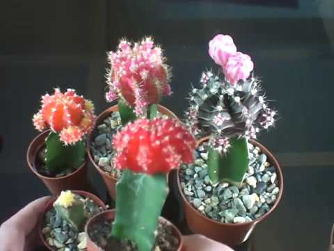 Мои бесхлорофильные кактусы.