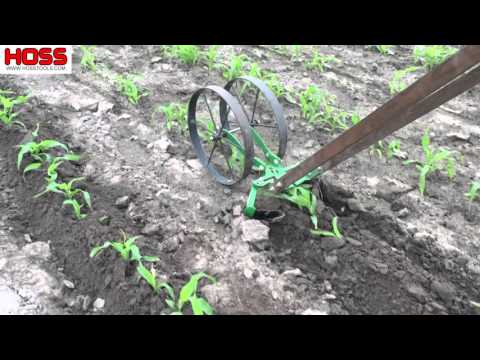 Hilling Corn with the Double Wheel Hoe | Easy #growyourownfood #gardening