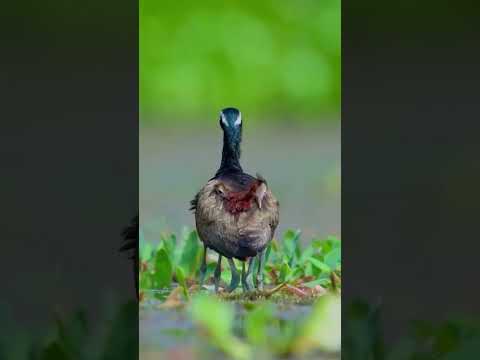 Якана — Птица, Которая Ходит по Воде! 🐤 Удивительный Папа из Африки