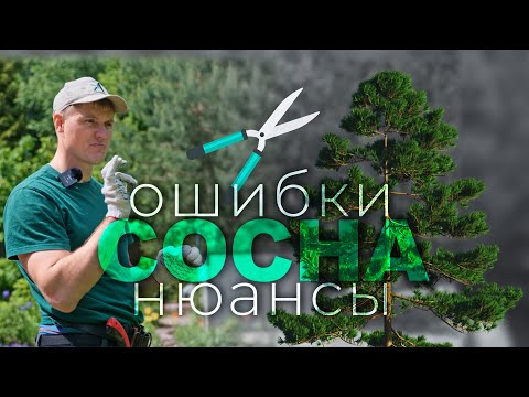 Обрезка сосны (ГОДОВЫЕ ПРИРОСТЫ) разбираем все нюансы!