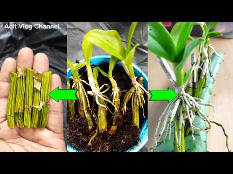 How to propagate orchids from dry and wrinkled stems using aloe vera 100% growing