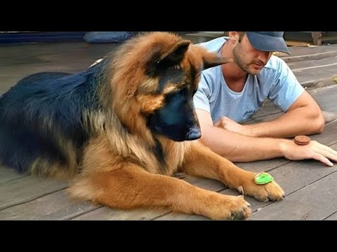 When Your Dog Starts Imitating You in the Funniest Way 😂 Funny Dogs Video 2026