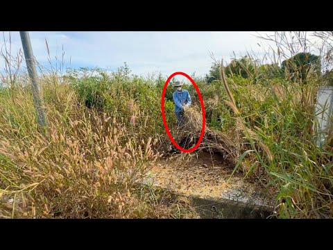 I can't believe this is a beautiful big sidewalk after it was completely cleaned up | Clean Up Lawn