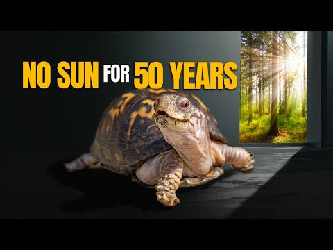 Kitchen Floor Turtle Fed Cat Food for 50 Years Feels Sun for the First Time Since 1977!