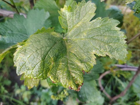 Листья винограда при ожоге корневой системы. Grape leaves with a burn of the root system