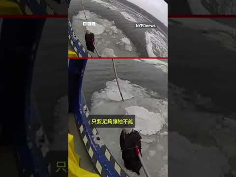 紐約警察拯救受傷白頭海鵰－ BBC News 中文 #美國