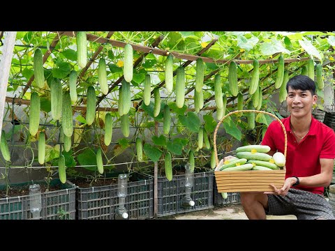 How I grew a garden of super-fruitful cucumbers