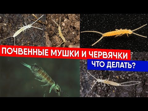 Почвенные мушки и червячки - что делать?