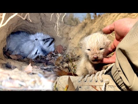 Shocking! A newborn fox 🦊 came to me for help—just to save its mother and siblings. 🦊💔💔💔