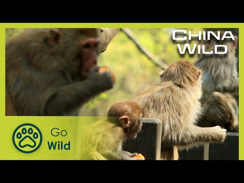 Wildlife in Chinese Cities | China Wild 2/5 | Go Wild