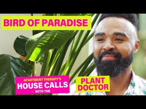A Bird Of Paradise Named Rhianna | House Calls With The Plant Doctor | Apartment Therapy