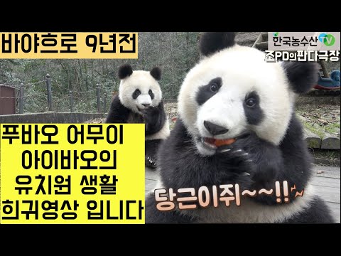 [Korea Agricultural and Fisheries TV] Rare footage of Fubao's mother, Aibao, during her kindergar...