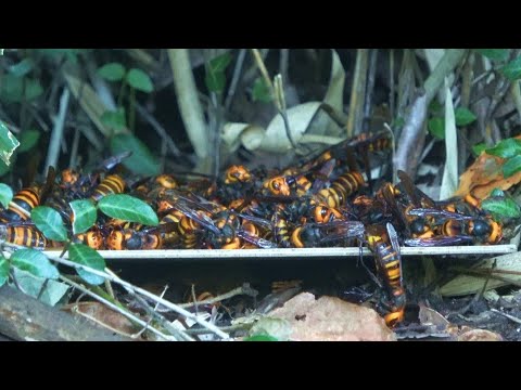I put a sticky board in front of a giant hornet's nest and something terrible happened.