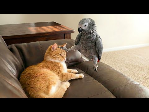 Unexpected and Hilarious Moments of Cats & Wild Animals 😹 | Hilarious Animal Videos 😂