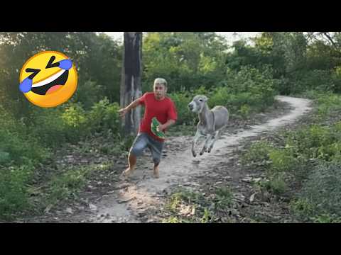 TRY NOT TO LAUGH 😆 Best Funny Videos Compilation 😂😁😆 Memes PART 257