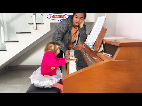 What a surprise! Lyly the monkey showed off her piano skills, making her mom burst out laughing.