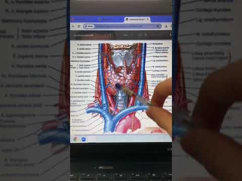 Қалқанша безі(glandulae thyroidea).Қалқанша маңы безі(glandulae parothyroidea).Анатомиясы.Қандануы