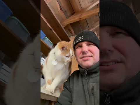 Do Cats Drink Enough Water? #shorts