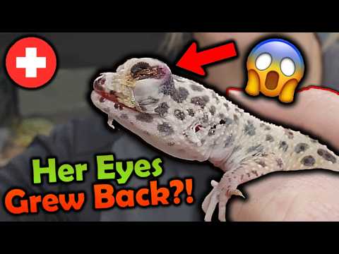 Rescuing a Leopard Gecko that REGREW HER EYES!?