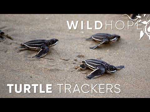 Uncovering the Secrets of Leatherback Sea Turtles | WILD HOPE