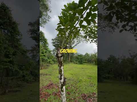 how to grow your fence in 2025