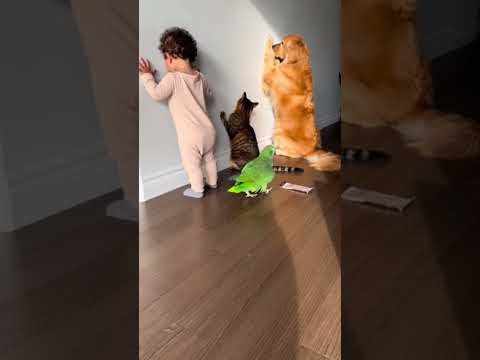 Don't touch my chocolate 🍫😂 #funny #talkingparot